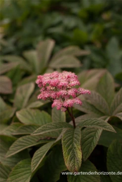 Fiederblättriges Schaublatt „Chocolate Wings“®