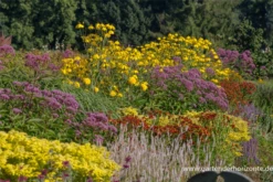 Garten-Fallschirm-Sonnenhut „Herbstsonne“ -Blumen Risse Verkaufsladen P2004000 2 800x800