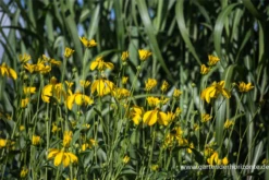 Garten-Fallschirm-Sonnenhut „Herbstsonne“ -Blumen Risse Verkaufsladen P2004000 3 800x800