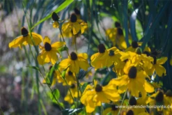 Garten-Fallschirm-Sonnenhut „Herbstsonne“ -Blumen Risse Verkaufsladen P2004000 4 800x800