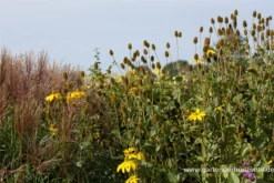 Garten-Fallschirm-Sonnenhut „Herbstsonne“ -Blumen Risse Verkaufsladen P2004000 5 800x800