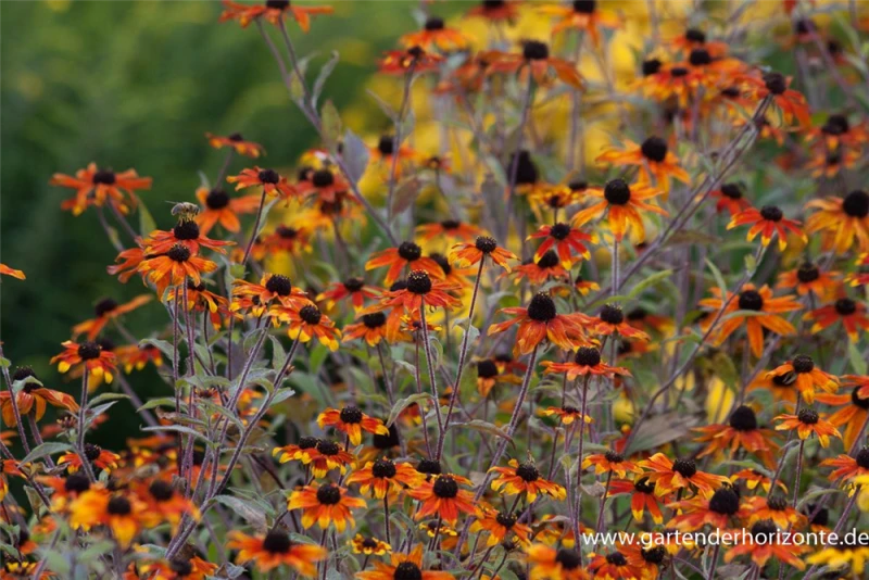 Garten-Sonnenhut „Prairie Glow“ 3 Garten-Sonnenhut „Prairie Glow“