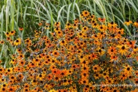 Garten-Sonnenhut „Prairie Glow“ 10 Garten-Sonnenhut „Prairie Glow“ – Bild 8