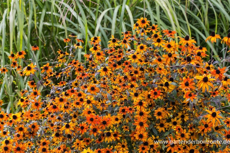Garten-Sonnenhut „Prairie Glow“ 4 Garten-Sonnenhut „Prairie Glow“ – Bild 2