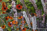 Garten-Sonnenhut „Prairie Glow“ 11 Garten-Sonnenhut „Prairie Glow“ – Bild 9