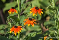 Garten-Sonnenhut „Prairie Glow“ 13 Garten-Sonnenhut „Prairie Glow“ – Bild 11