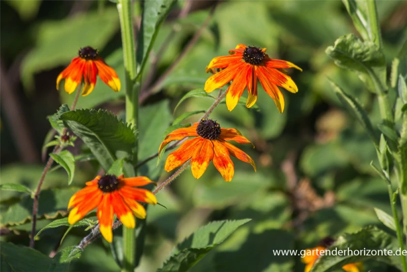 Garten-Sonnenhut „Prairie Glow“ 7 Garten-Sonnenhut „Prairie Glow“ – Bild 5