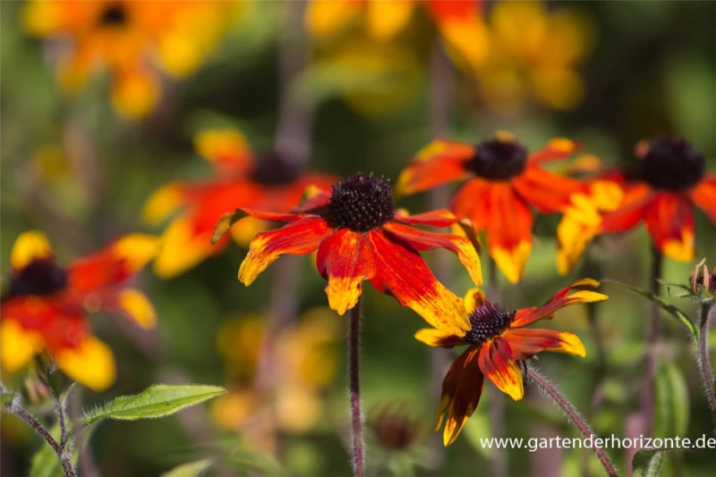 Garten-Sonnenhut „Prairie Glow“ 8 Garten-Sonnenhut „Prairie Glow“ – Bild 6