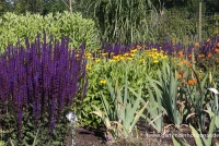 Garten-Blüten-Salbei „Caradonna“ 8 Garten-Blüten-Salbei „Caradonna“ – Bild 6