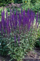 Garten-Blüten-Salbei „Caradonna“ 9 Garten-Blüten-Salbei „Caradonna“ – Bild 7