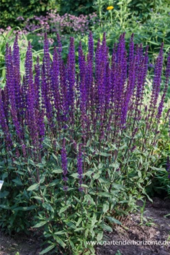 Garten-Blüten-Salbei „Caradonna“ 13 Garten-Blüten-Salbei „Caradonna“ -Blumen Risse Verkaufsladen P2004033 2 800x800