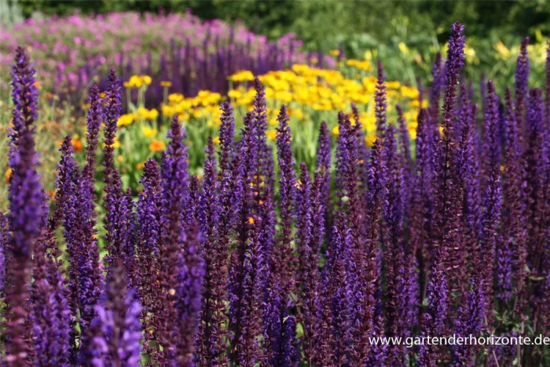 Garten-Blüten-Salbei „Caradonna“ 5 Garten-Blüten-Salbei „Caradonna“ – Bild 3