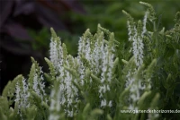 Garten-Blüten-Salbei „Schneehügel“ 13 Garten-Blüten-Salbei „Schneehügel“ – Bild 11