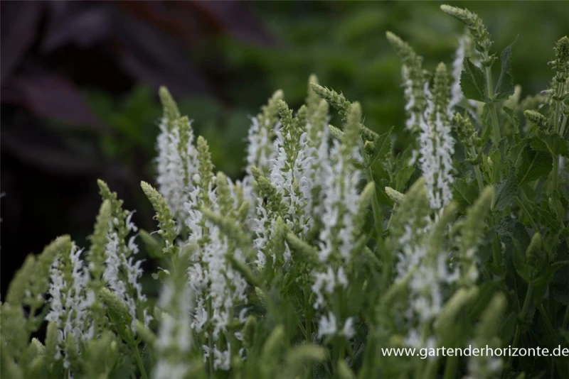 Garten-Blüten-Salbei „Schneehügel“ 3 Garten-Blüten-Salbei „Schneehügel“