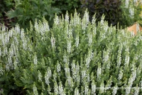 Garten-Blüten-Salbei „Schneehügel“ 14 Garten-Blüten-Salbei „Schneehügel“ – Bild 12