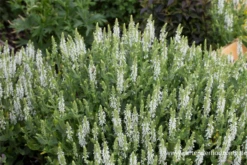 Garten-Blüten-Salbei „Schneehügel“ 23 Garten-Blüten-Salbei „Schneehügel“ -Blumen Risse Verkaufsladen P2004046 2 800x800