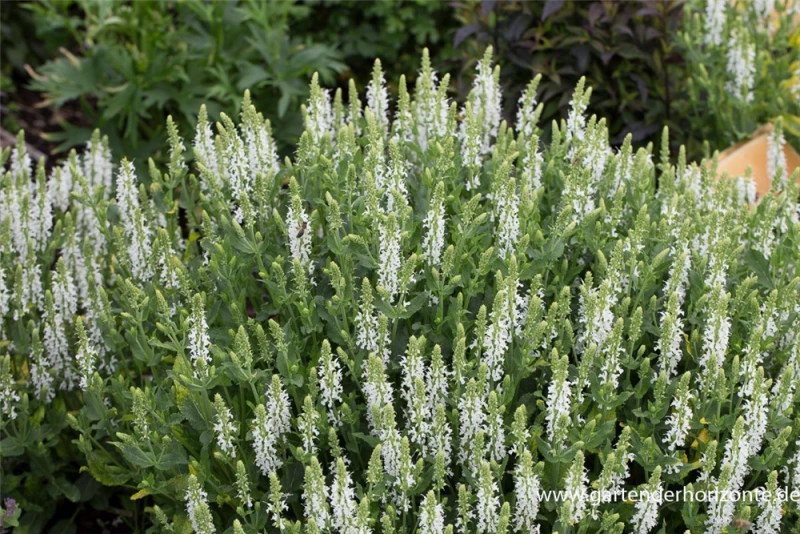 Garten-Blüten-Salbei „Schneehügel“ 4 Garten-Blüten-Salbei „Schneehügel“ – Bild 2