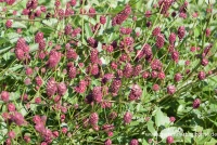 Garten-Wiesenknopf „Tanna“ 8 Garten-Wiesenknopf „Tanna“ – Bild 6