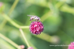 Garten-Wiesenknopf „Tanna“ 13 Garten-Wiesenknopf „Tanna“ -Blumen Risse Verkaufsladen P2004079 2 800x800