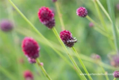 Garten-Wiesenknopf „Tanna“ 14 Garten-Wiesenknopf „Tanna“ -Blumen Risse Verkaufsladen P2004079 3 800x800