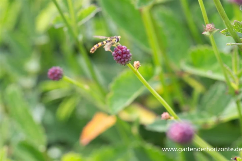 Garten-Wiesenknopf „Tanna“ 6 Garten-Wiesenknopf „Tanna“ – Bild 4