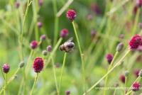 Garten-Wiesenknopf „Tanna“ 12 Garten-Wiesenknopf „Tanna“ – Bild 10
