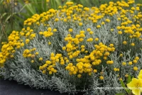 Graues Heiligenkraut 14 Graues Heiligenkraut – Bild 12