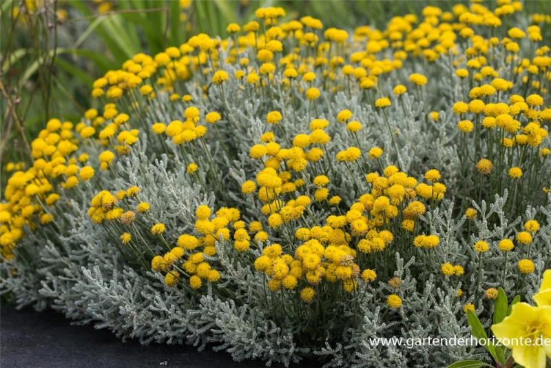 Graues Heiligenkraut 3 Graues Heiligenkraut