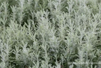 Graues Heiligenkraut 15 Graues Heiligenkraut – Bild 13