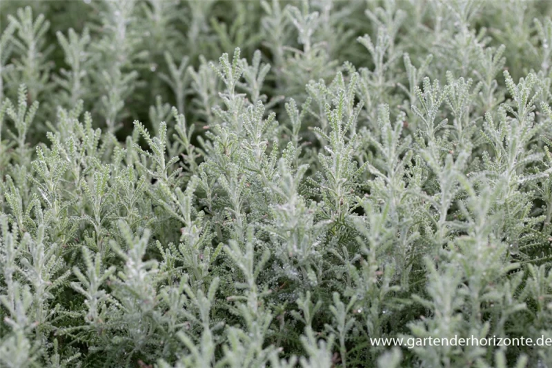 Graues Heiligenkraut 4 Graues Heiligenkraut – Bild 2