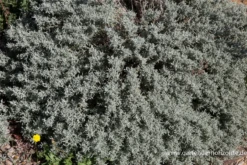 Graues Heiligenkraut 24 Graues Heiligenkraut -Blumen Risse Verkaufsladen P2004085 3 800x800