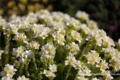 Garten-Elfenbein-Steinbrech „Alba“ 19 Garten-Elfenbein-Steinbrech „Alba“ -Blumen Risse Verkaufsladen P2004104 1 800x800