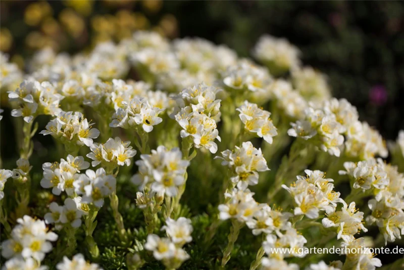 Garten-Elfenbein-Steinbrech „Alba“ 6 Garten-Elfenbein-Steinbrech „Alba“ – Bild 4