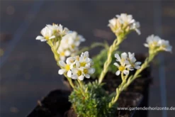 Garten-Elfenbein-Steinbrech „Alba“ 20 Garten-Elfenbein-Steinbrech „Alba“ -Blumen Risse Verkaufsladen P2004104 2 800x800