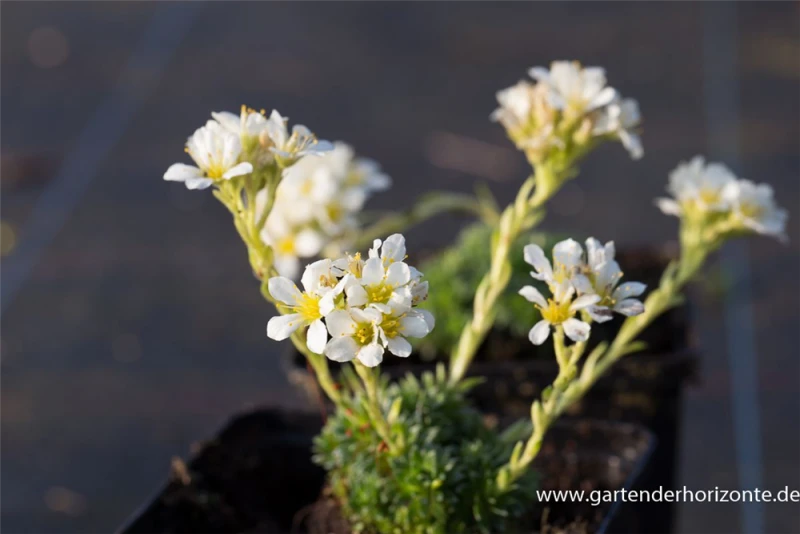 Garten-Elfenbein-Steinbrech „Alba“ 7 Garten-Elfenbein-Steinbrech „Alba“ – Bild 5