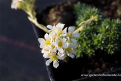 Garten-Elfenbein-Steinbrech „Alba“ 21 Garten-Elfenbein-Steinbrech „Alba“ -Blumen Risse Verkaufsladen P2004104 3 800x800