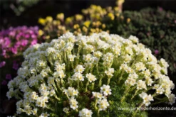Garten-Elfenbein-Steinbrech „Alba“ 22 Garten-Elfenbein-Steinbrech „Alba“ -Blumen Risse Verkaufsladen P2004104 4 800x800