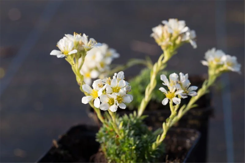 Garten-Elfenbein-Steinbrech „Alba“ 3 Garten-Elfenbein-Steinbrech „Alba“