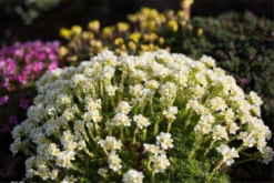 Garten-Elfenbein-Steinbrech „Alba“ 17 Garten-Elfenbein-Steinbrech „Alba“ -Blumen Risse Verkaufsladen P2004104 6 800x800