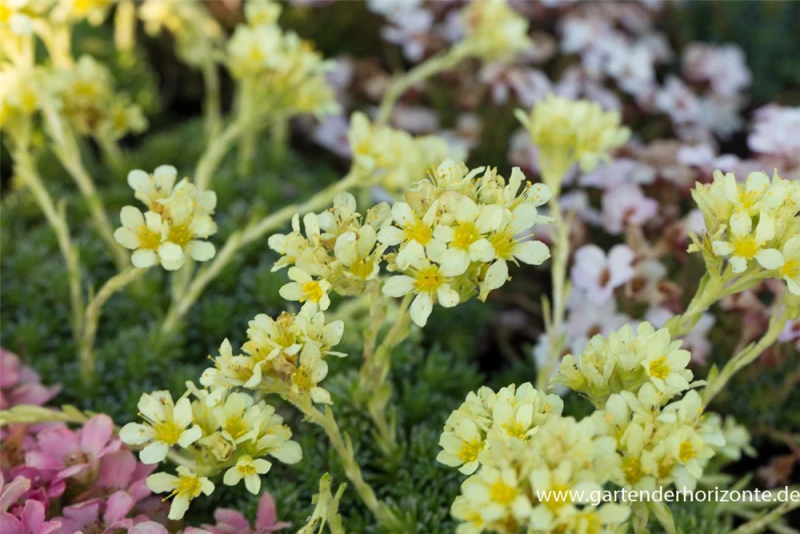Garten-Elfenbein-Steinbrech „Gregor Mendel“ 3 Garten-Elfenbein-Steinbrech „Gregor Mendel“