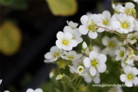 Garten-Moos-Steinbrech „Schneeteppich“ 6 Garten-Moos-Steinbrech „Schneeteppich“ – Bild 4