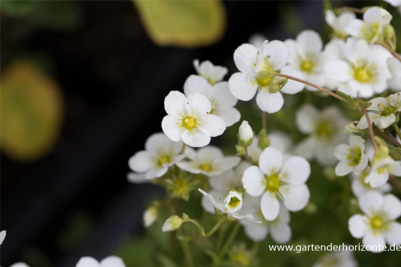 Garten-Moos-Steinbrech „Schneeteppich“ 3 Garten-Moos-Steinbrech „Schneeteppich“