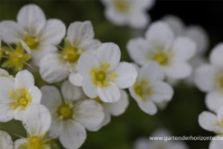 Garten-Moos-Steinbrech „Schneeteppich“ 9 Garten-Moos-Steinbrech „Schneeteppich“ -Blumen Risse Verkaufsladen P2004121 2 800x800