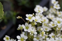 Garten-Moos-Steinbrech „Schneeteppich“ 8 Garten-Moos-Steinbrech „Schneeteppich“ – Bild 6