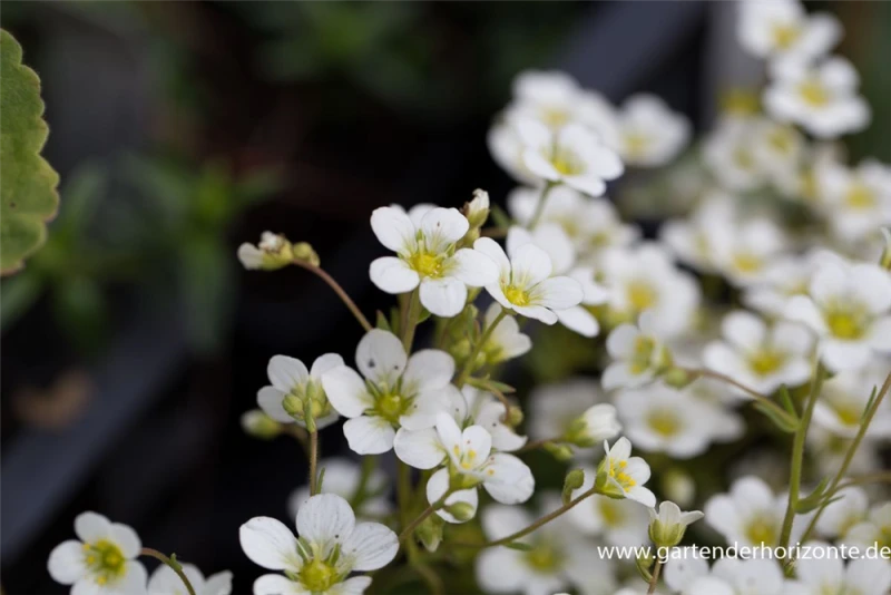 Garten-Moos-Steinbrech „Schneeteppich“ 5 Garten-Moos-Steinbrech „Schneeteppich“ – Bild 3