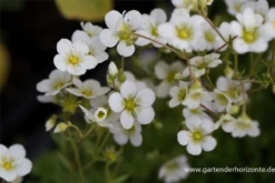 Garten-Moos-Steinbrech „White Pixie“ -Blumen Risse Verkaufsladen P2004129 2 800x800