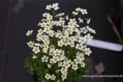 Garten-Moos-Steinbrech „White Pixie“ -Blumen Risse Verkaufsladen P2004129 3 800x800