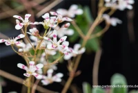 Garten-Strauch-Steinbrech „Southside Seedling“ 10 Garten-Strauch-Steinbrech „Southside Seedling“ – Bild 8