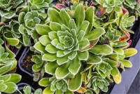 Garten-Strauch-Steinbrech „Southside Seedling“ 9 Garten-Strauch-Steinbrech „Southside Seedling“ – Bild 7