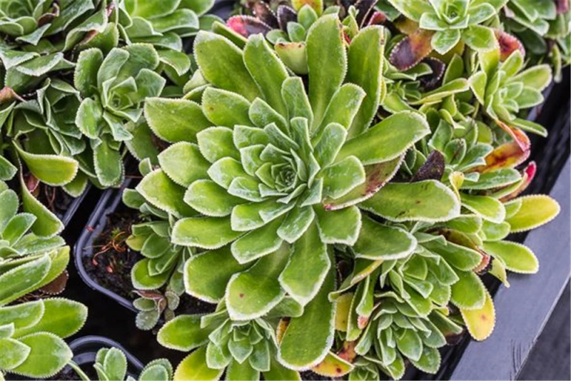 Garten-Strauch-Steinbrech „Southside Seedling“ 3 Garten-Strauch-Steinbrech „Southside Seedling“